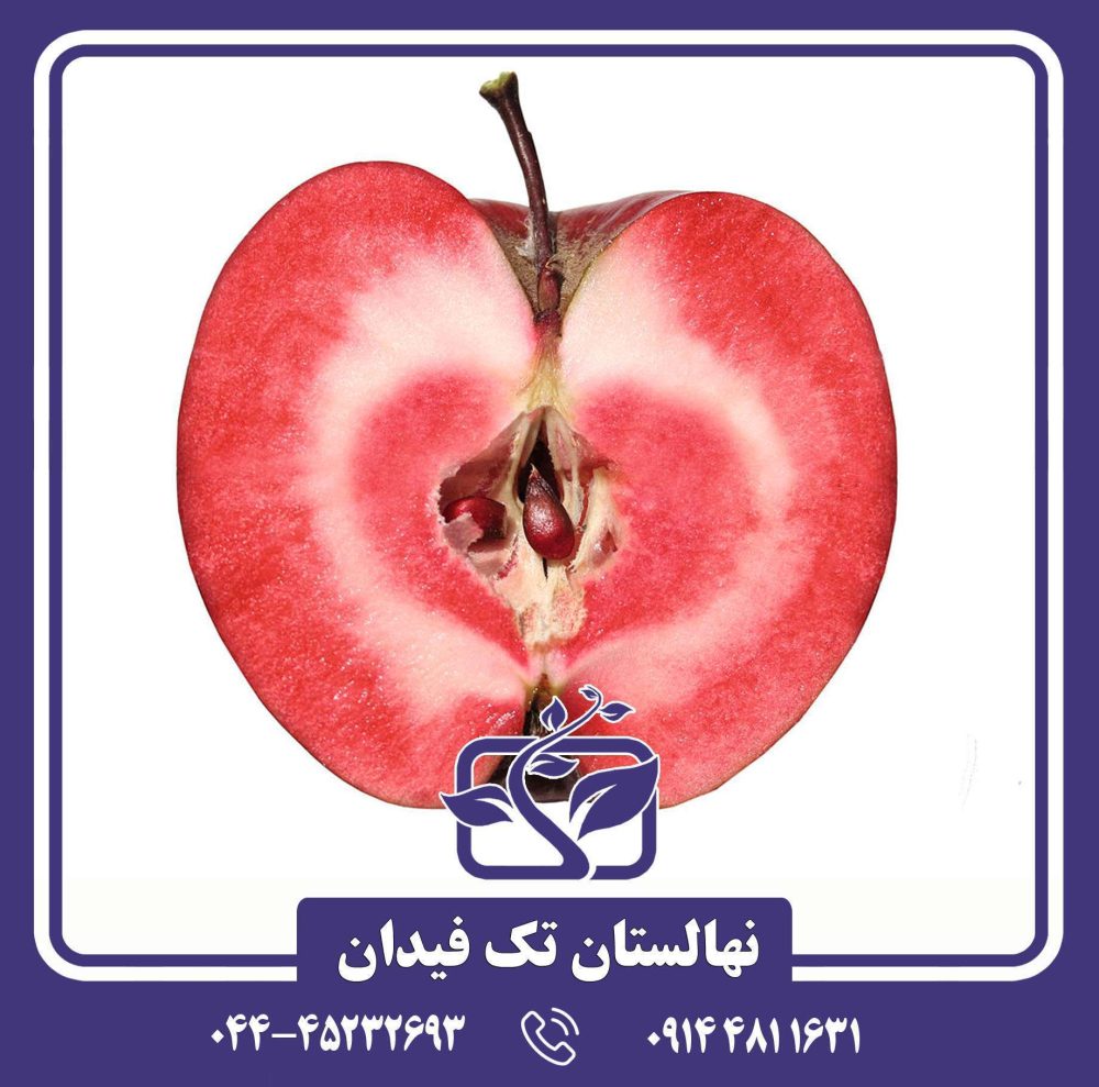 نهال سیب توسرخ