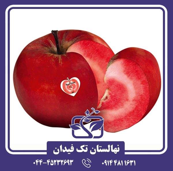 نهال سیب توسرخ