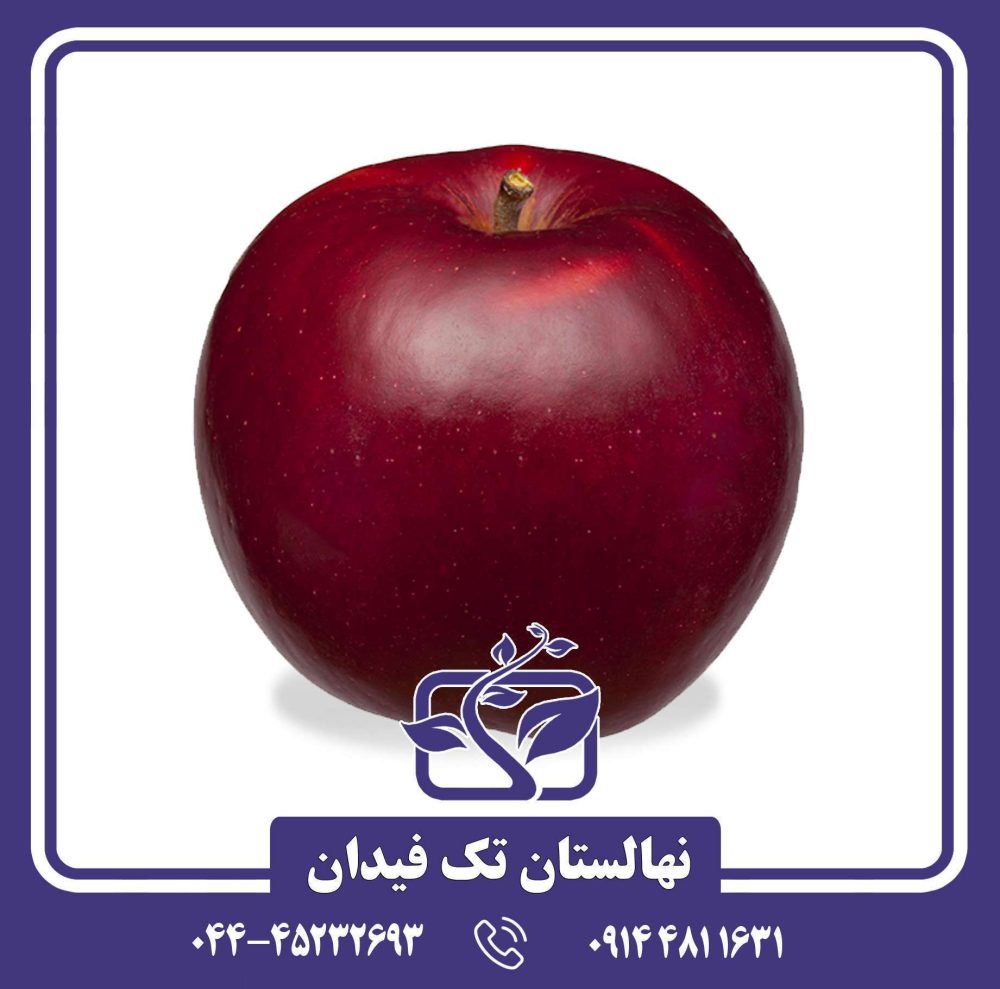 نهال سیب جوناتان