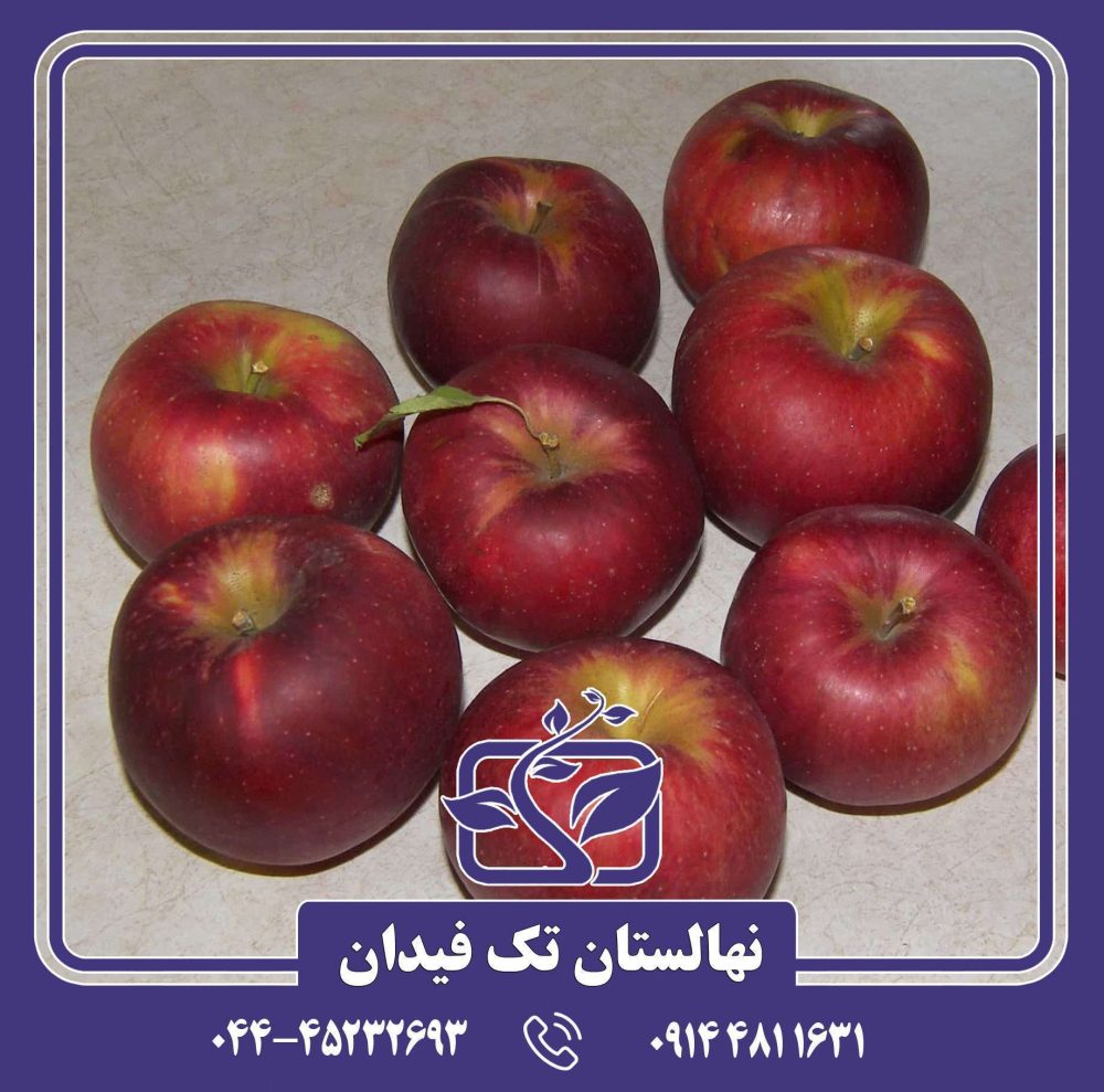 نهال سیب جوناتان