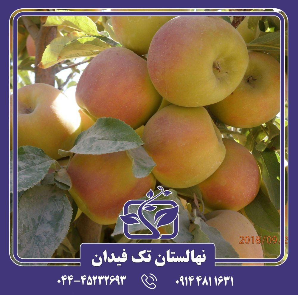 نهال سیب دلبار استیوال