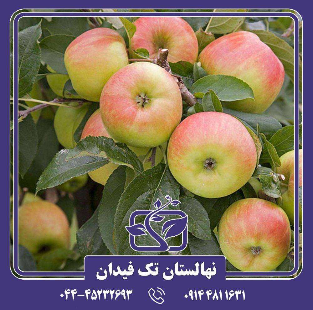 نهال سیب دلبار استیوال