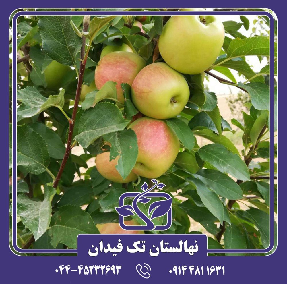 نهال سیب دلبار استیوال