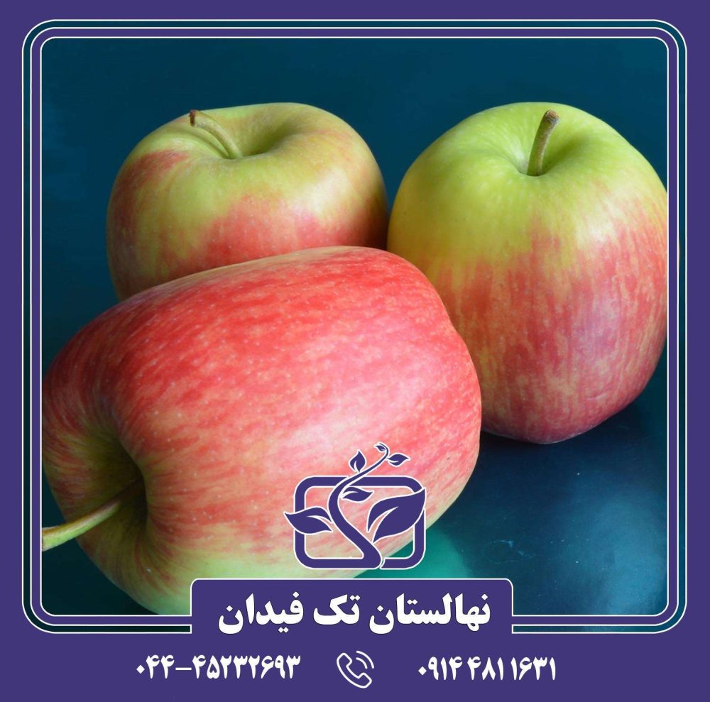 نهال سیب دلبار استیوال