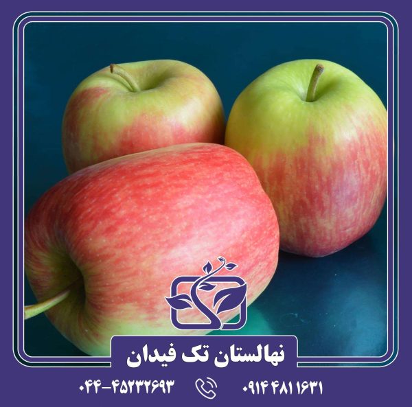 نهال سیب دلبار استیوال