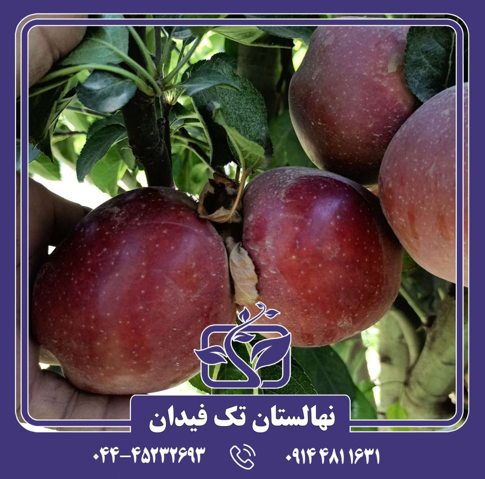 نهال سیب رد استارکینگ