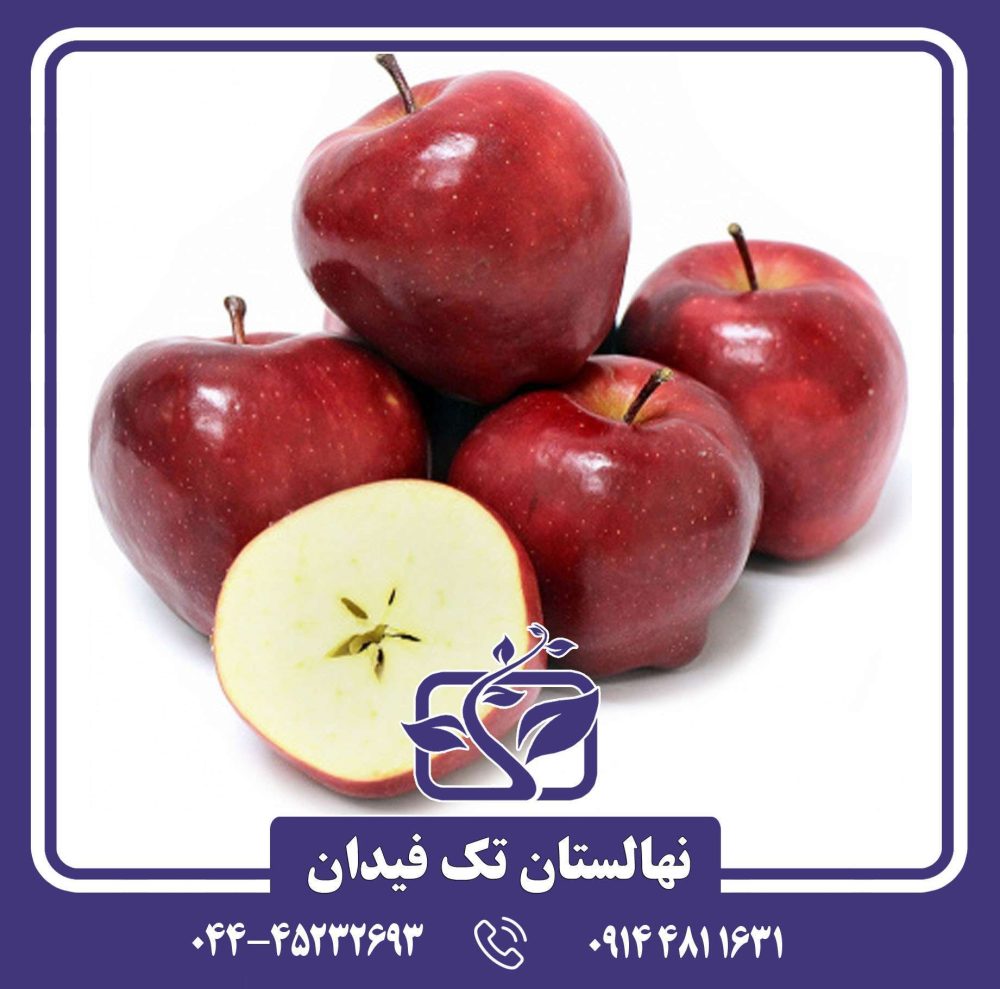 نهال سیب گلدن دلیشیز