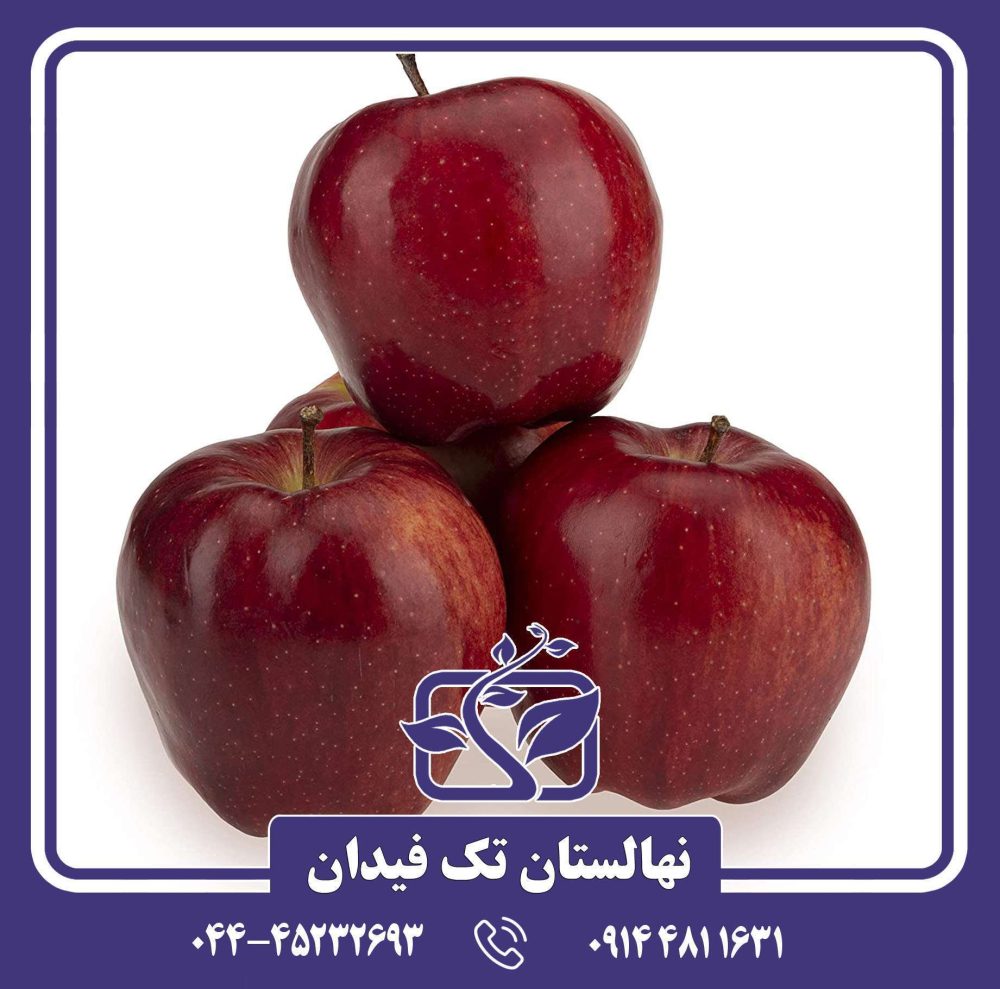 نهال سیب گلدن دلیشیز