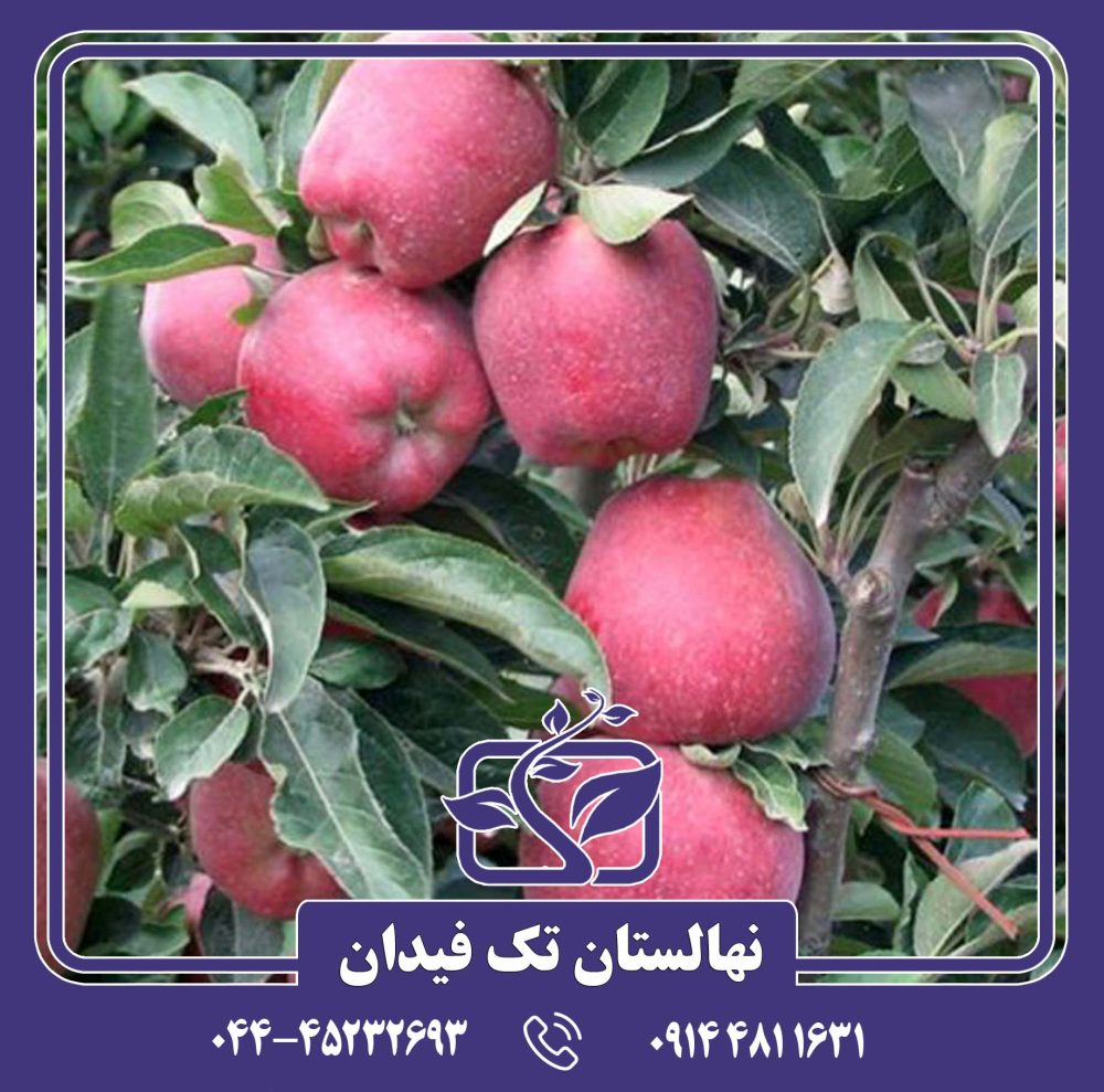 نهال سیب رد چیف