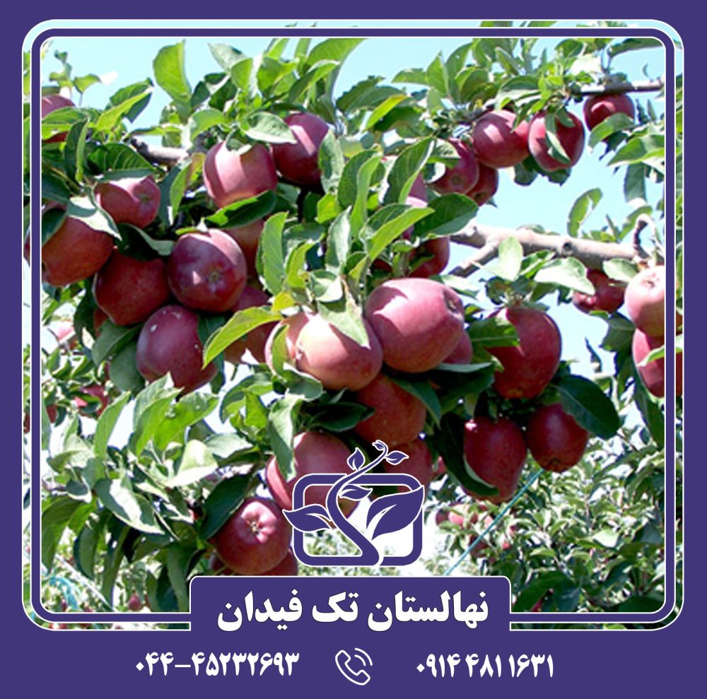 نهال سیب رد چیف