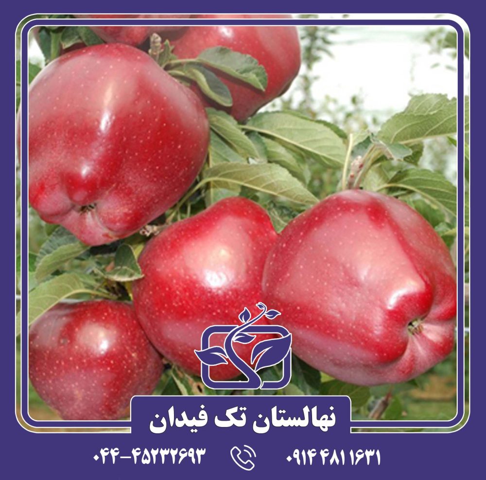 نهال سیب رد چیف