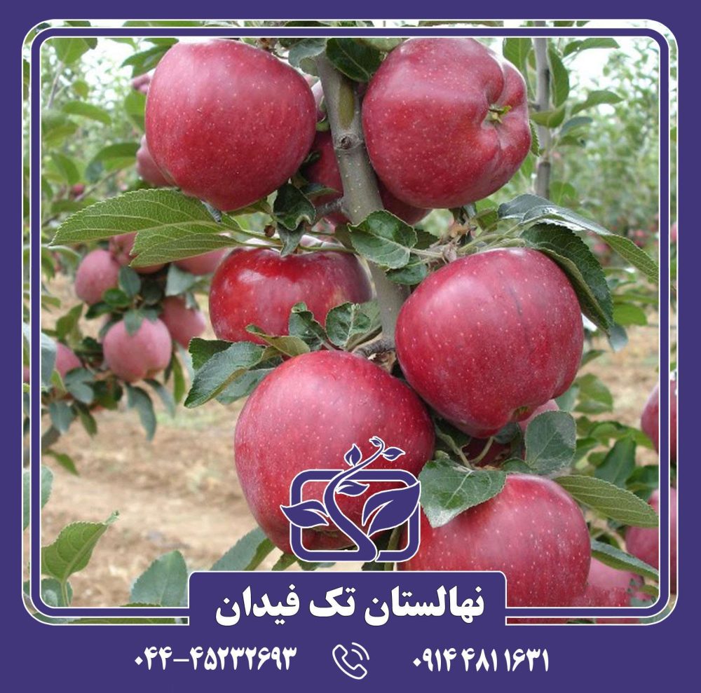 نهال سیب رد استارکینگ