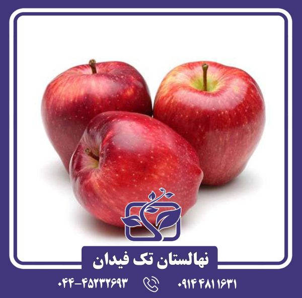 نهال سیب رداستارکینگ