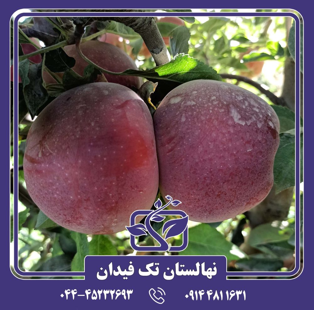 نهال سیب رد استارکینگ