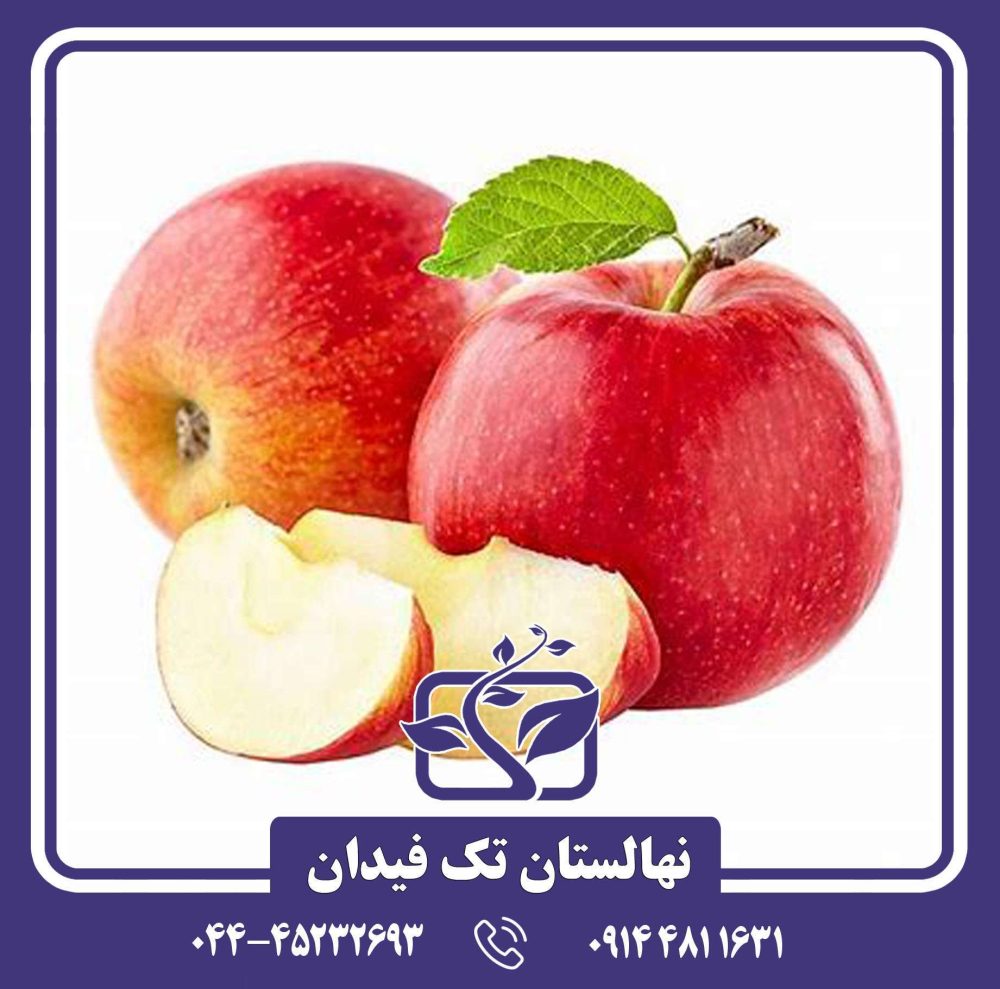 نهال سیب رویال گالا