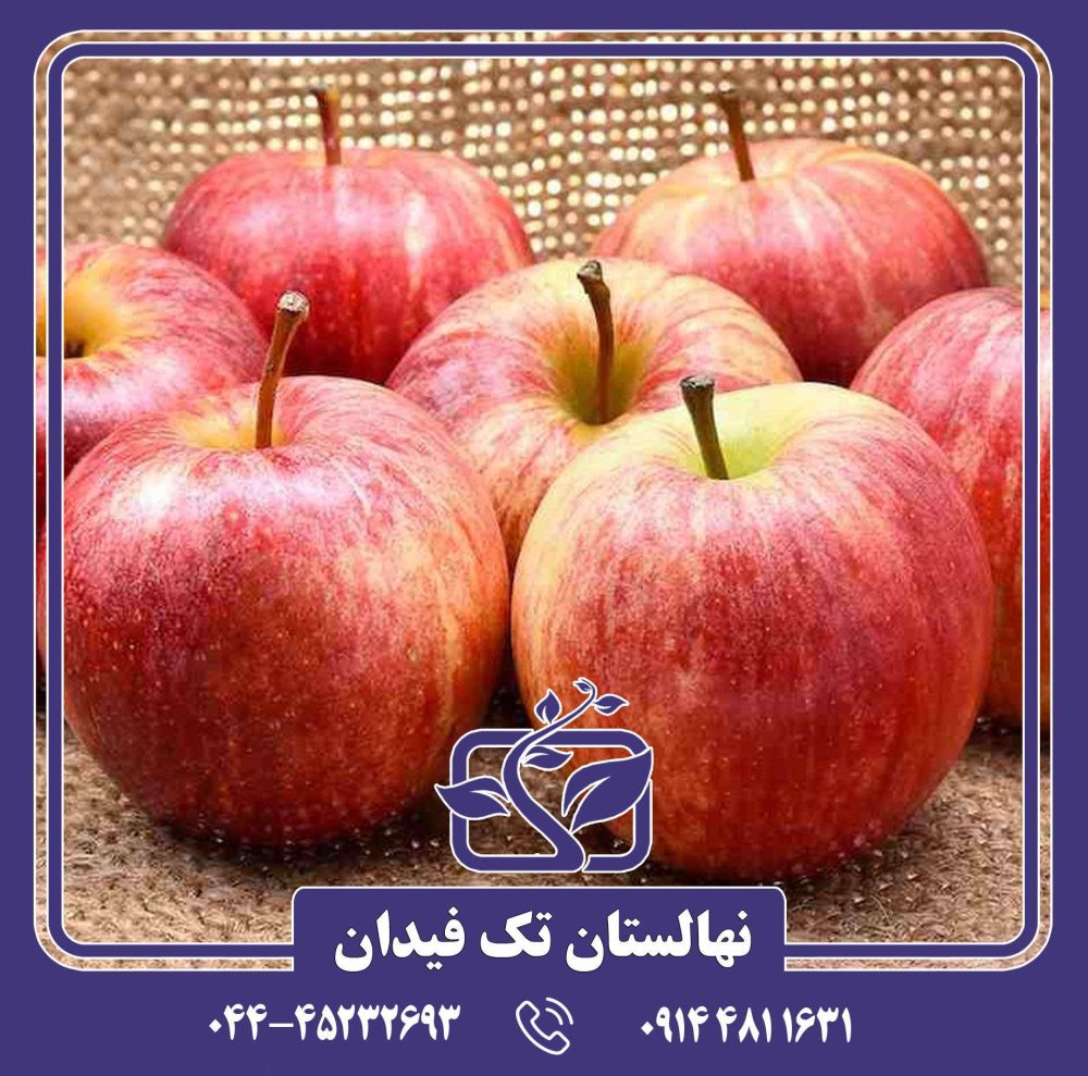 نهال سیب رویال گالا