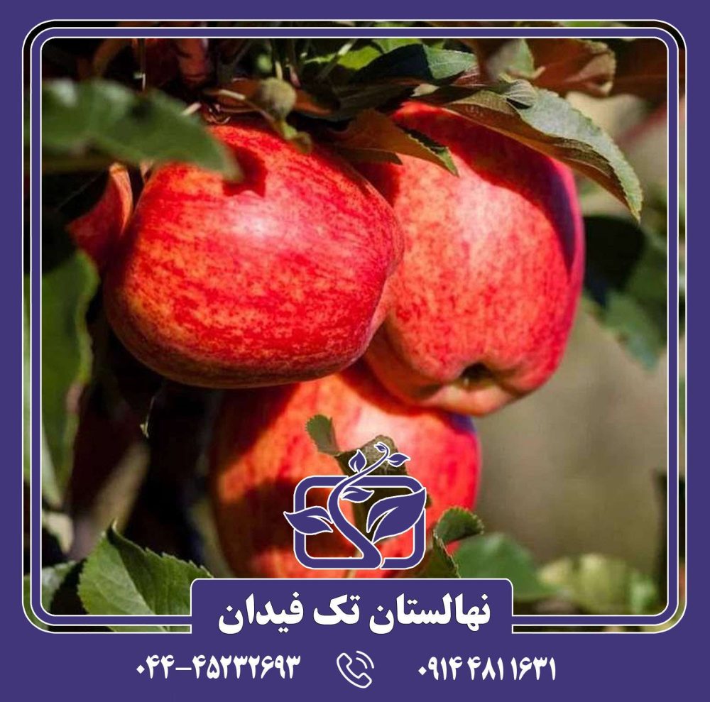 نهال سیب رویال گالا