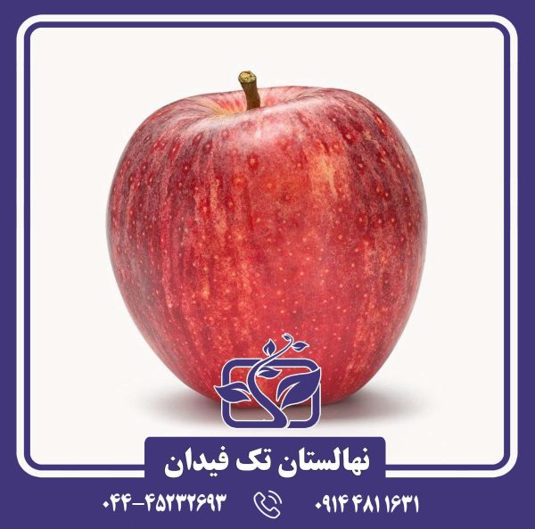 نهال سیب رویال گالا