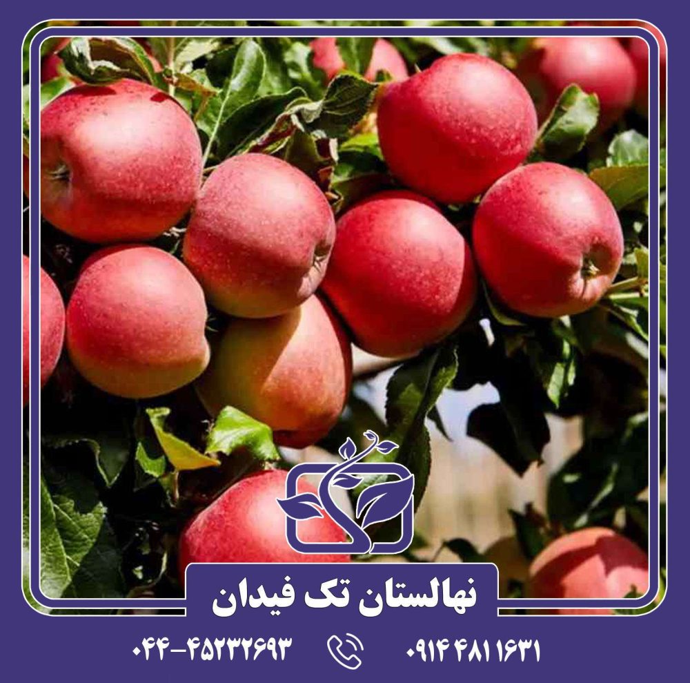 نهال سیب زستار