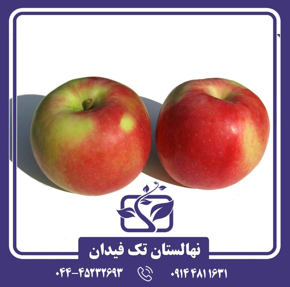 نهال سیب زستار