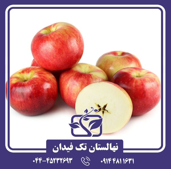 نهال سیب زستار