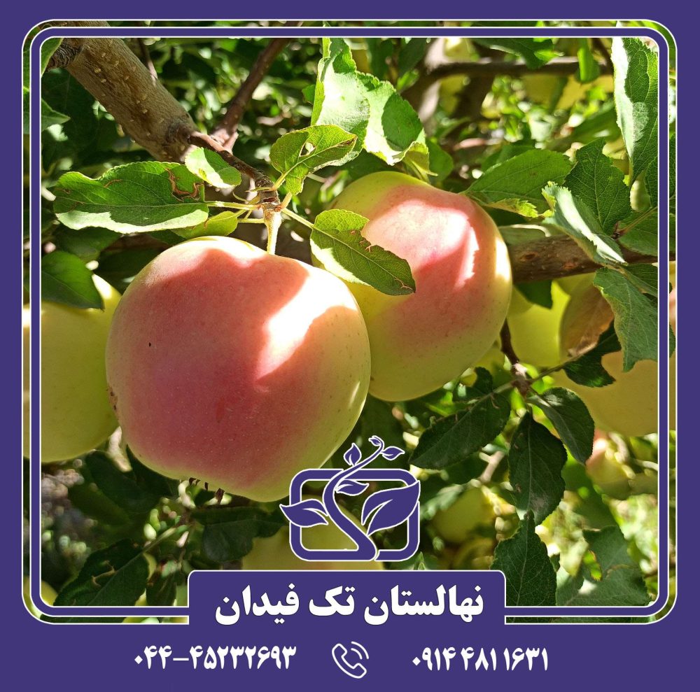 نهال سیب شیشه ای