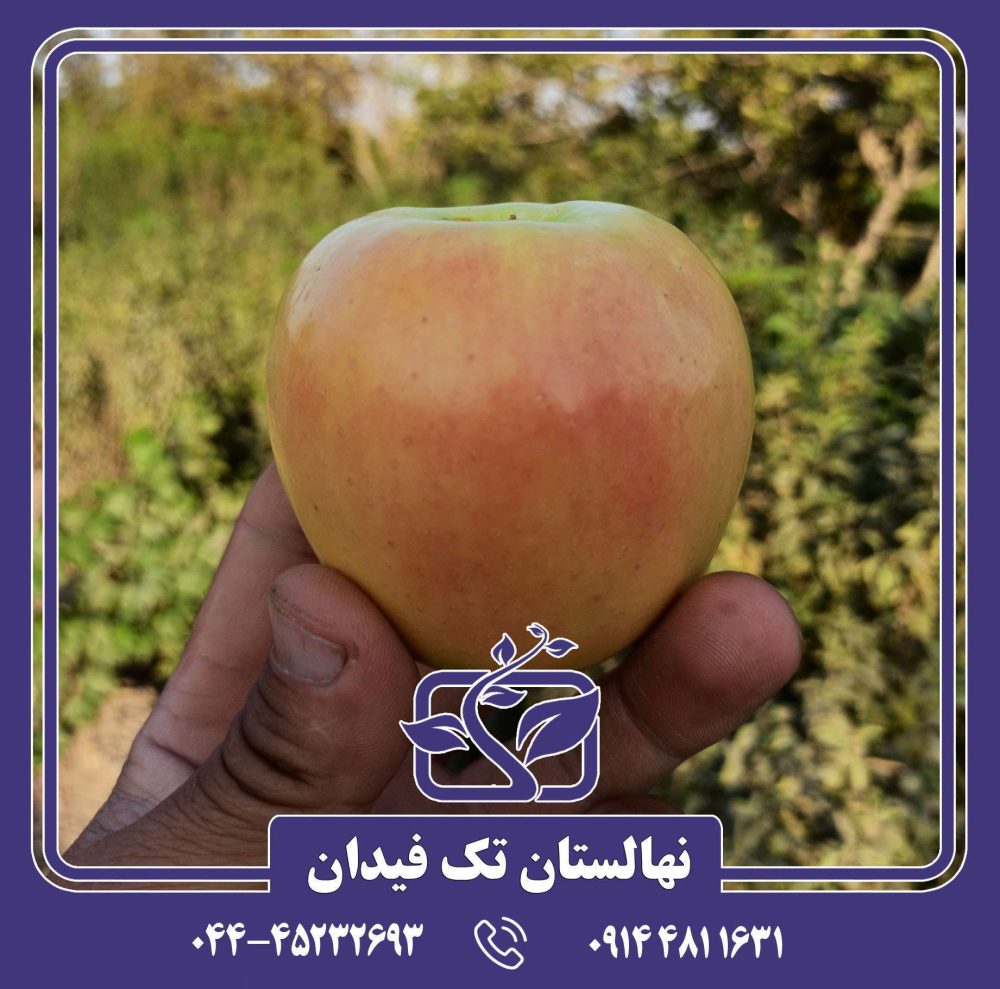 نهال سیب شیشه ای