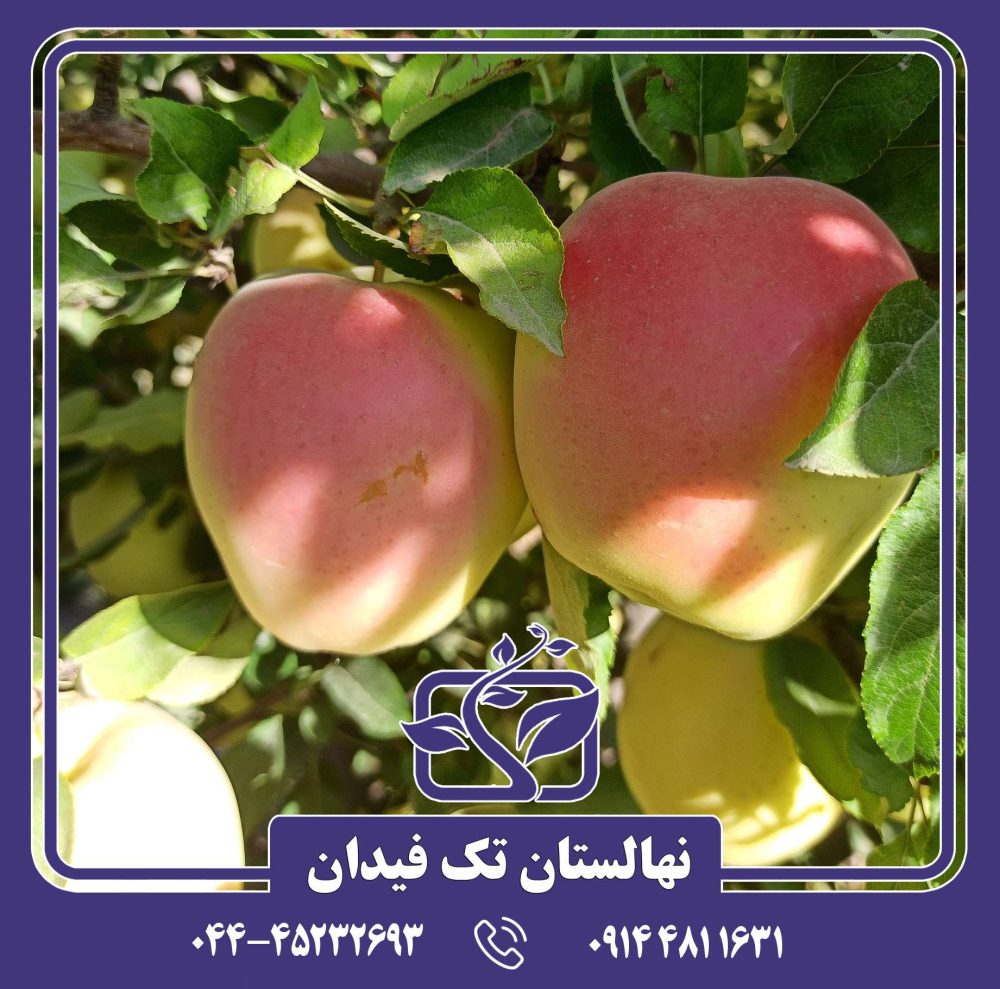 نهال سیب شیشه ای