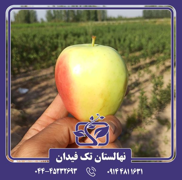 نهال سیب شیشه ای