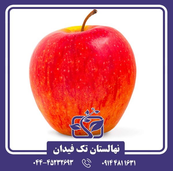 نهال سیب پینوا