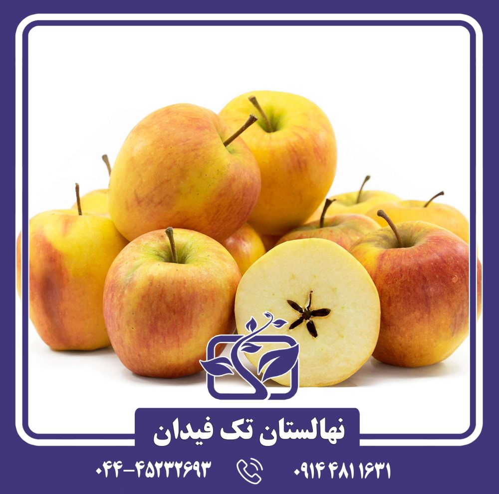 نهال سیب پینوا