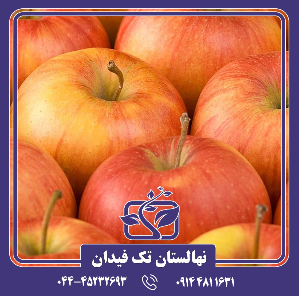 نهال سیب پینوا