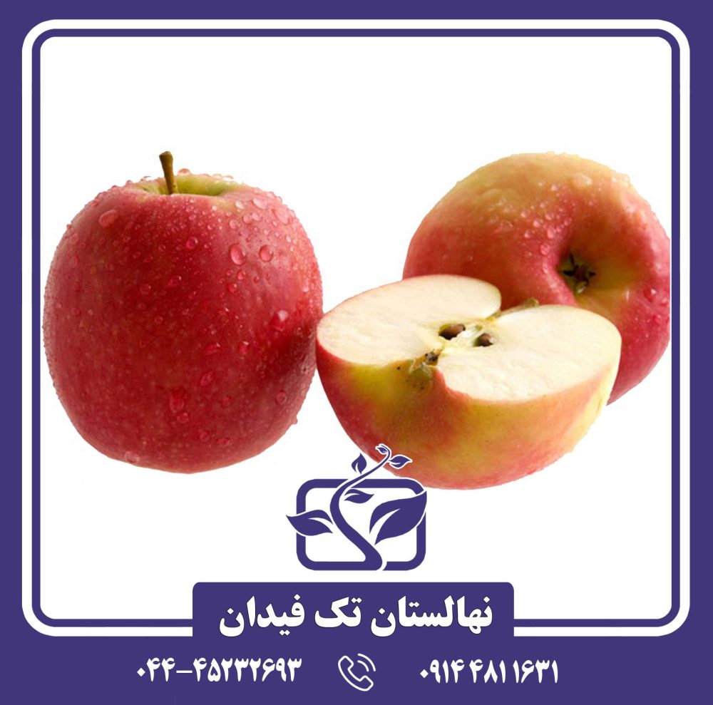 نهال سیب پینک لیدی