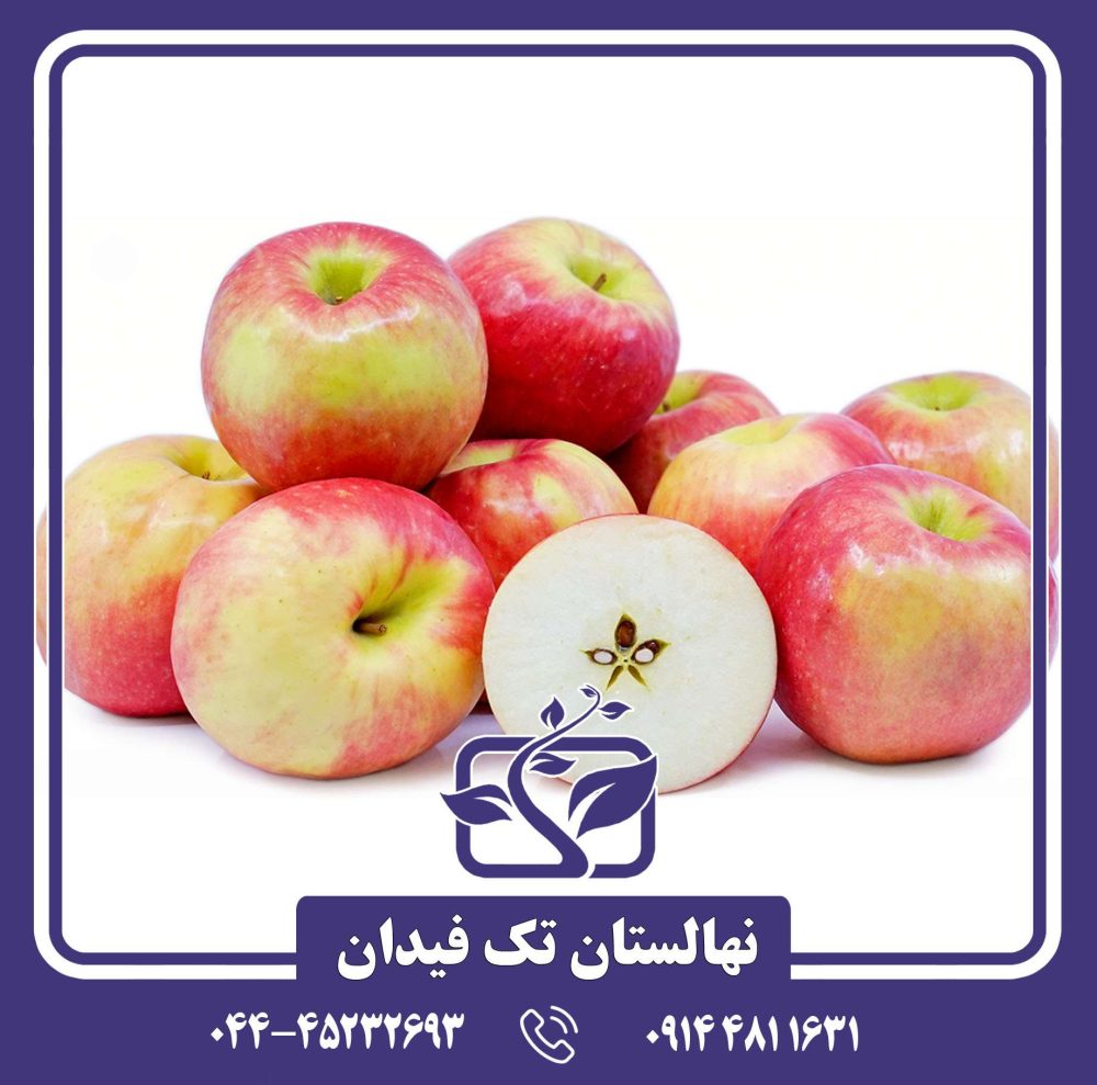 نهال سیب پینک لیدی