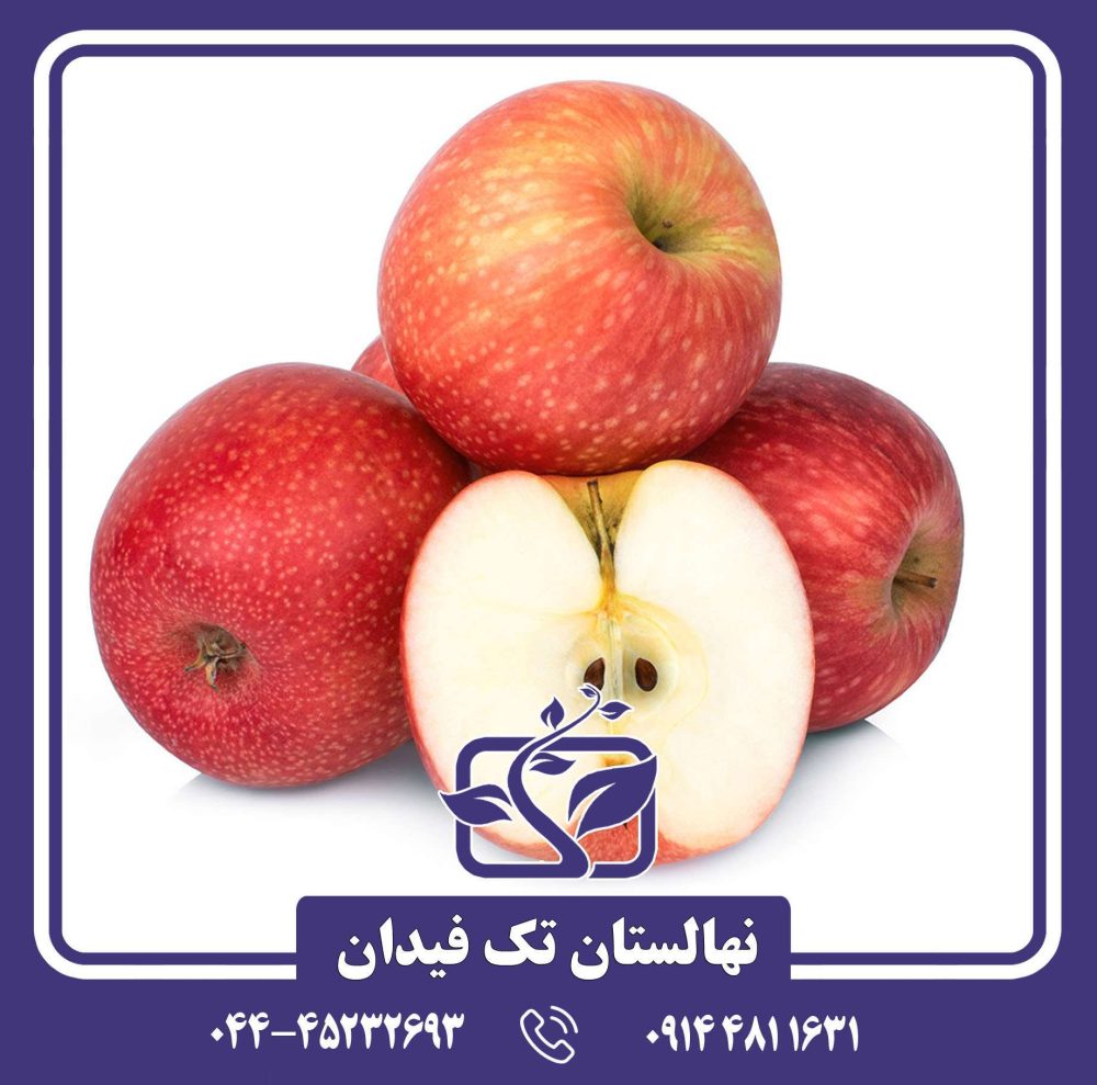 نهال سیب پینک لیدی