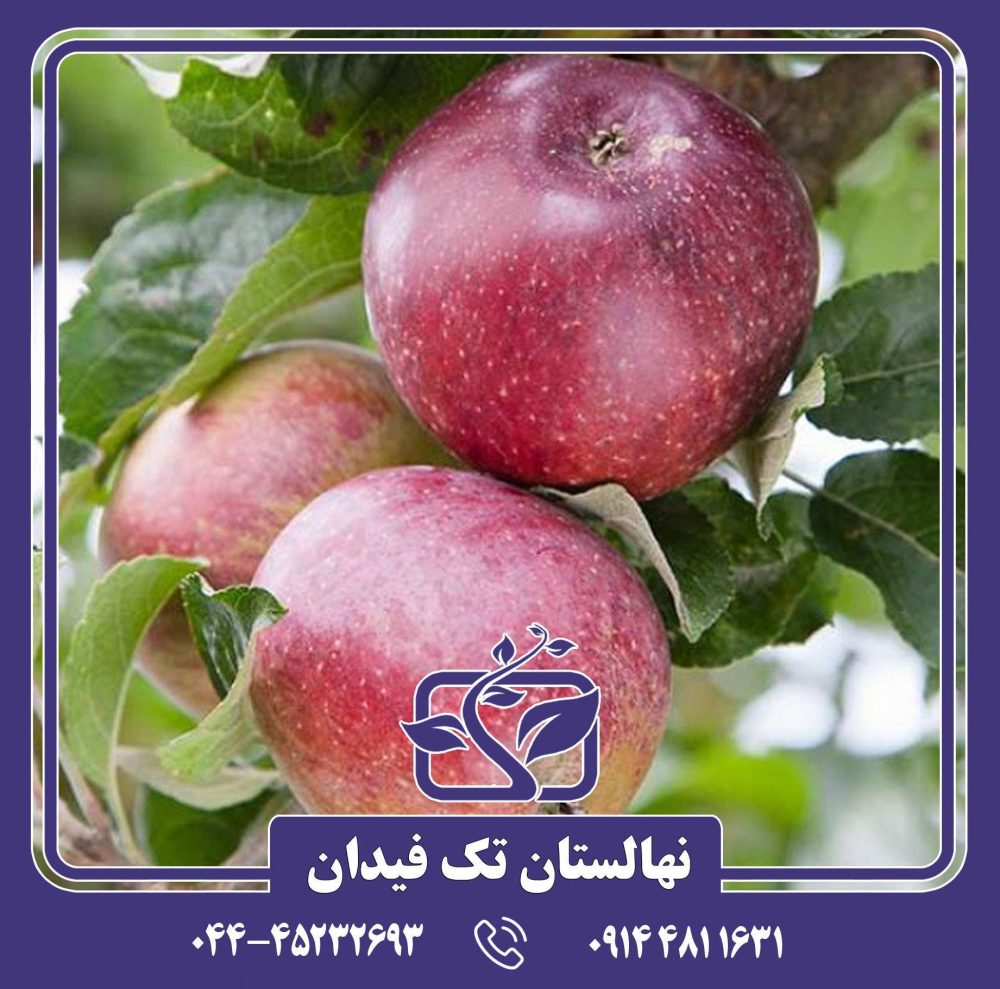 نهال سیب کینگستون