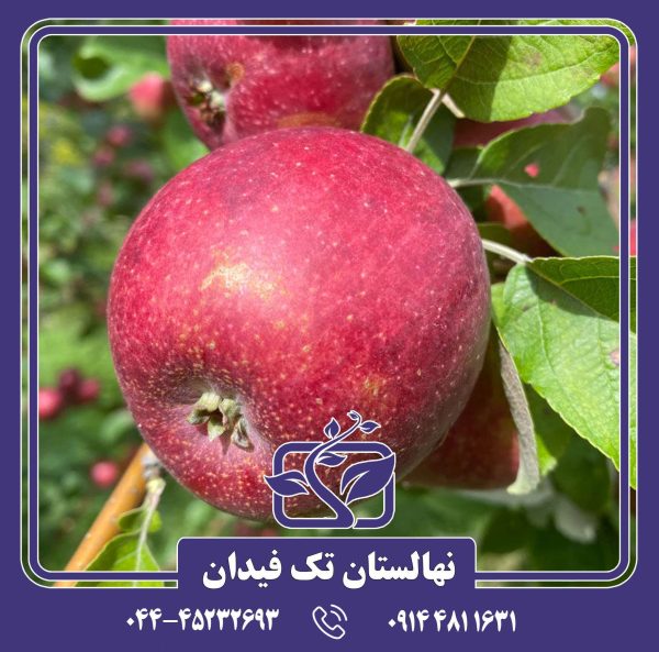 نهال سیب کینگستون