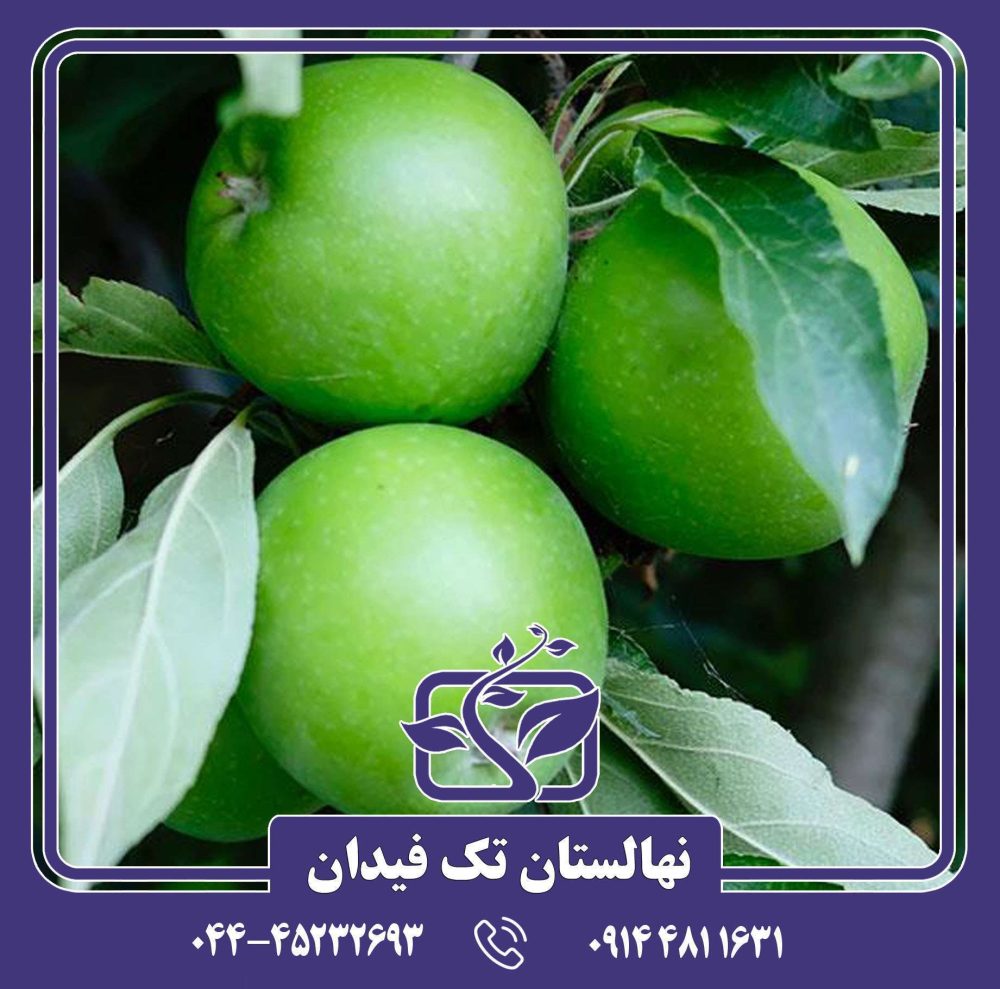 نهال سیب گرانی اسمیت