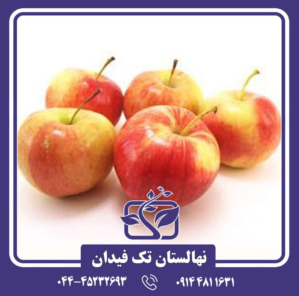 نهال سیب گلاب