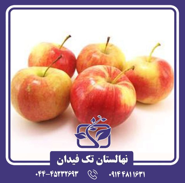 نهال سیب گلاب