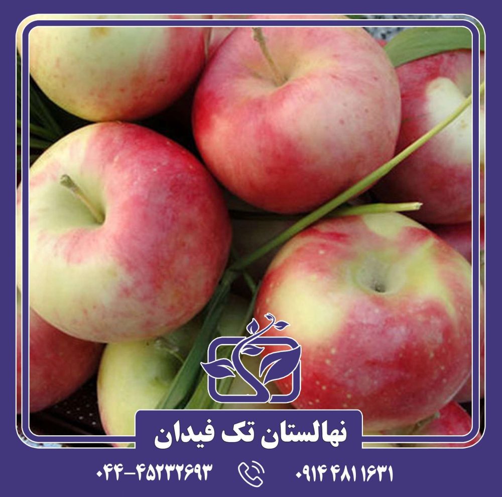 نهال سیب گلاب