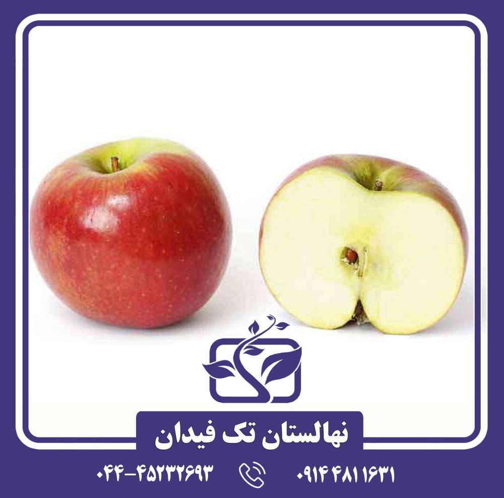 نهال سیب گلاب