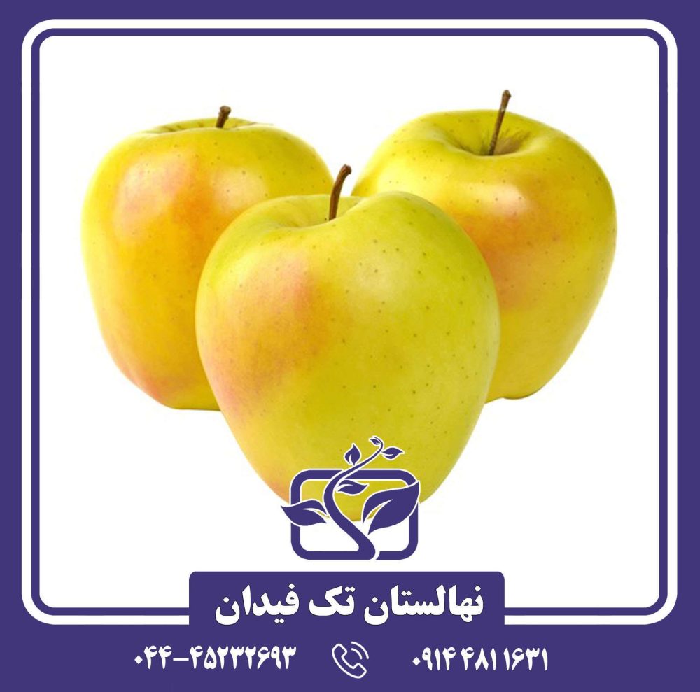 نهال سیب گلدن دلیشیز