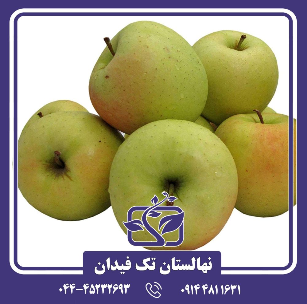 نهال سیب گلدن دلیشیز