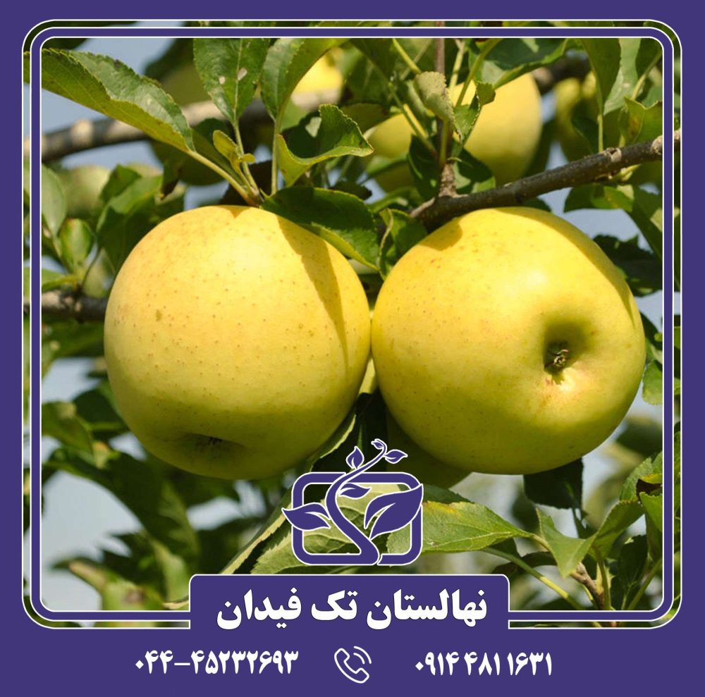 نهال سیب گلدن دلیشیز