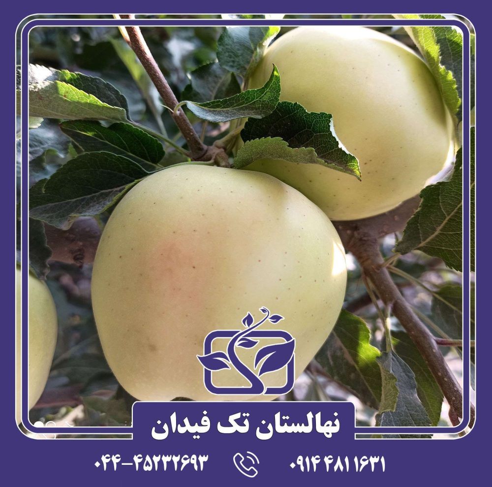 نهال سیب گلدن رندرز