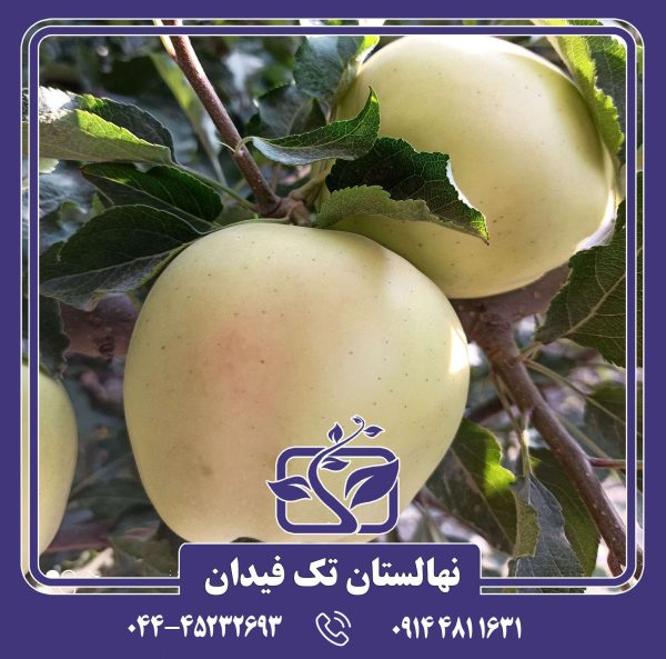 نهال سیب گلدن رندرز