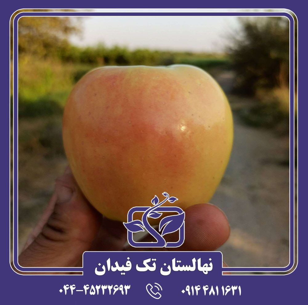 نهال سیب گلدن رندرز