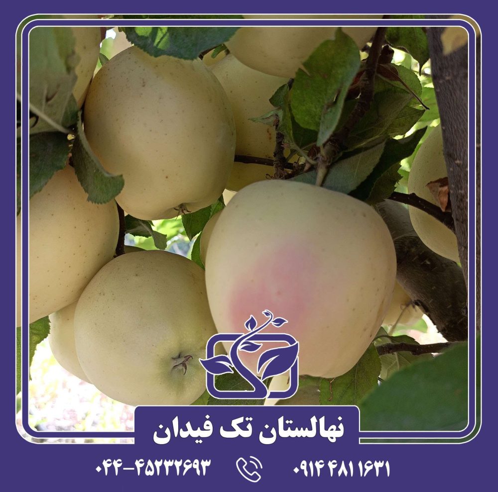 نهال سیب گلدن رندرز