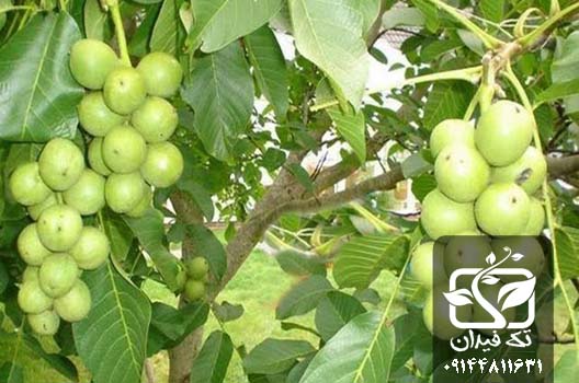 نهال گردو پیوندی